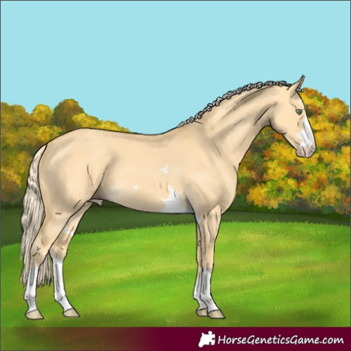 Horse Color:Gold Cream Champagne Dun