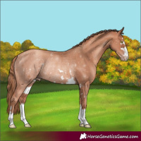 Horse Color:Gold Champagne Rabicano