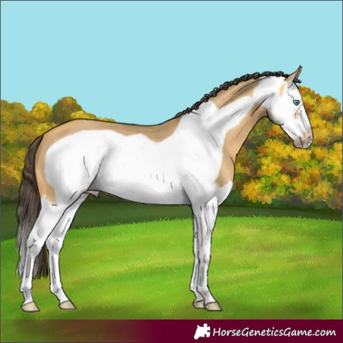 Horse Color:Buckskin Dun Splash Frame 