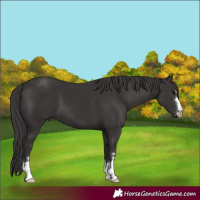 Horse Color:Smoky Black
