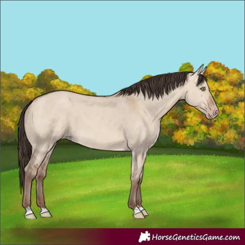 Horse Color:Sable Champagne Dun