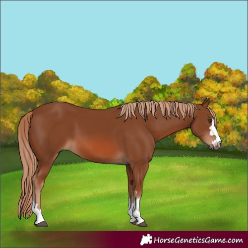 Horse Color:Chestnut 