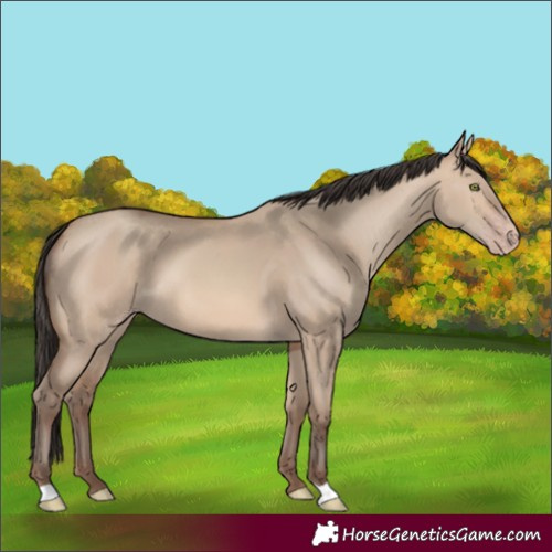 Horse Color:Sable Champagne Dun