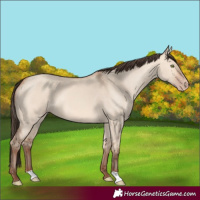 Horse Color:Amber Champagne Dun