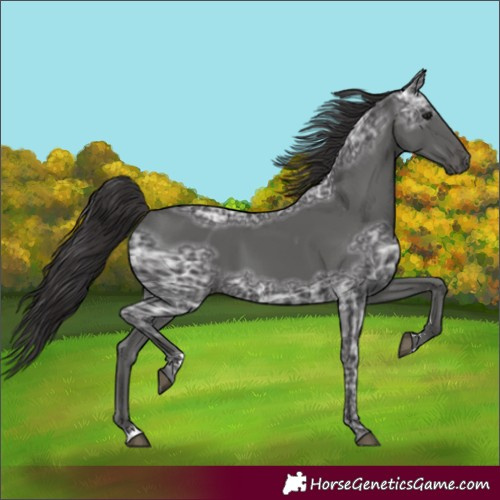 Horse Color:Unknown 