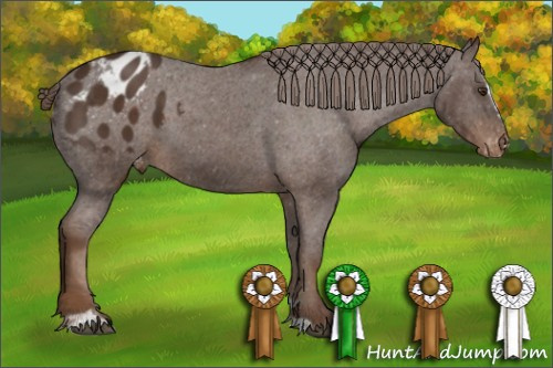 Horse Color:Liver Chestnut Sabino Appaloosa 