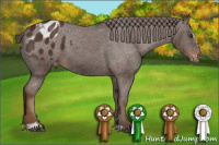 Horse Color:Liver Chestnut Sabino Appaloosa 