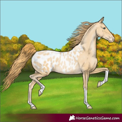 Horse Color:Smoky Black Pearl Tobiano Blanket