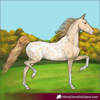 Horse Color:Smoky Black Pearl Tobiano Blanket 