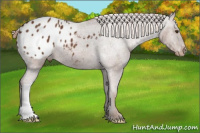 Horse Color:Chestnut Appaloosa 