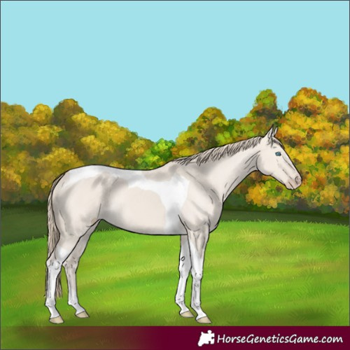 Horse Color:Smoky Creme Dun Tobiano 