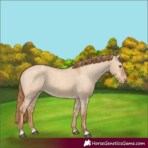 Horse Color:Red Dun Appaloosa and Red Dun Appaloosa