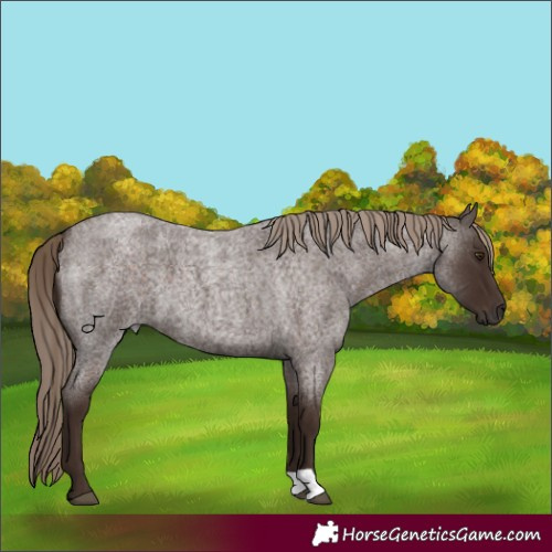 Horse Color:Liver Red Roan 