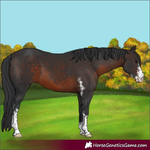 Horse Color:Brown Sabino 