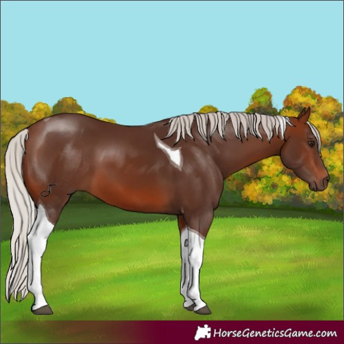 Horse Color:Silver Brown Tobiano