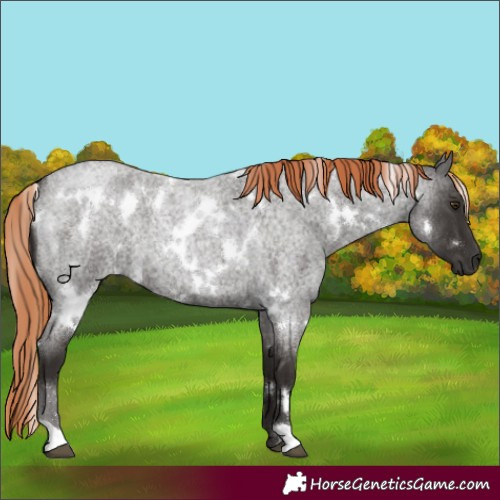 Horse Color:White Spotted Liver Red Roan