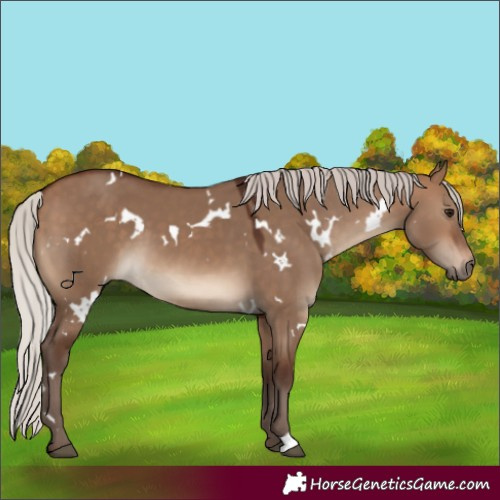 Horse Color:White Spotted Silver Brown Dun