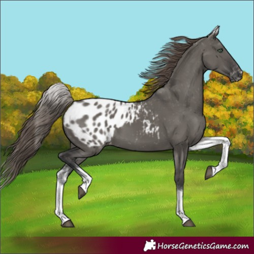 Horse Color:White Spotted Grullo Appaloosa Rabicano 