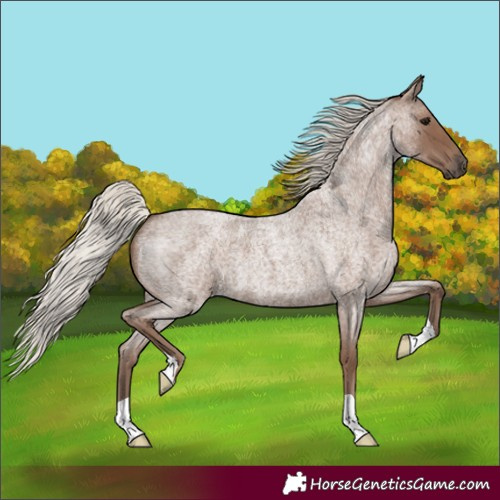 Horse Color:Unknown 