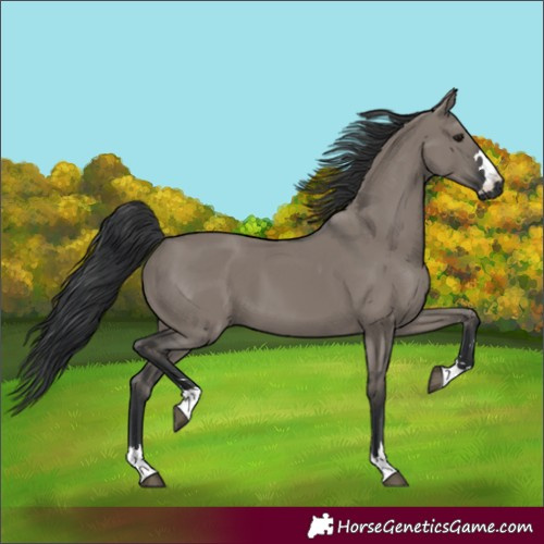 Horse Color:Grullo 
