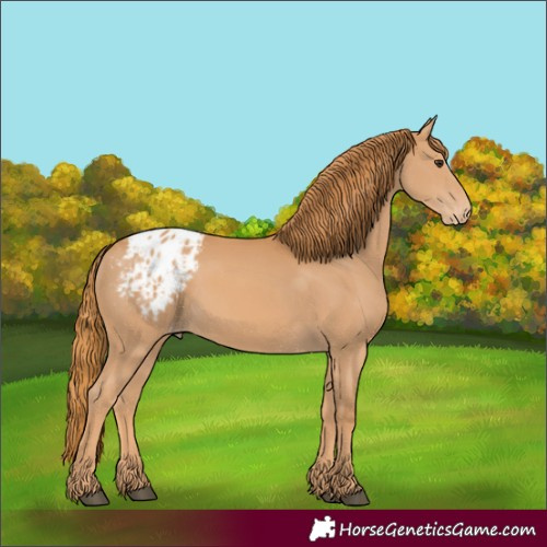 Horse Color:Chestnut Appaloosa 