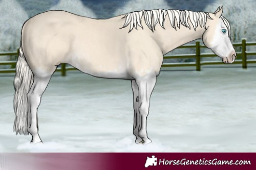 Horse Color:Cremello Splash and Cremello Splash