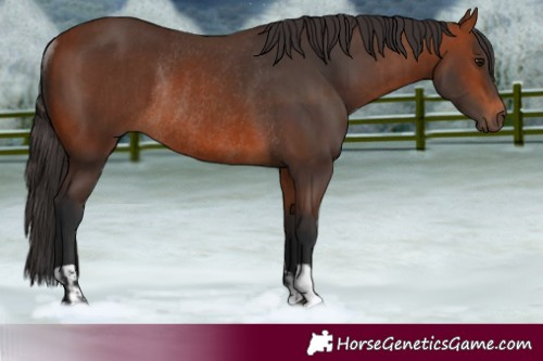 Horse Color:Bay Rabicano  and Bay Rabicano 