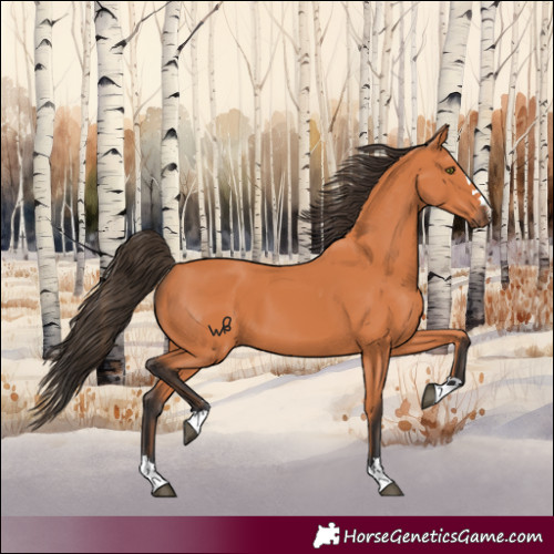 Horse Color:Bay 