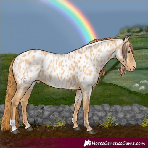 Horse Color:Red Dun Near Leopard  and Red Dun Near Leopard 