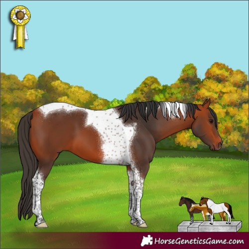 Horse Color:Bay Tobiano 