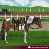 Horse Color:Bay Tobiano