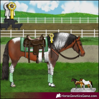 Horse Color:Bay Tobiano 