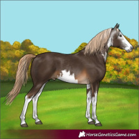 Horse Color:Gray White Spotted Chocolate Palomino 