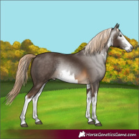 Horse Color:Gray White Spotted Chocolate Palomino