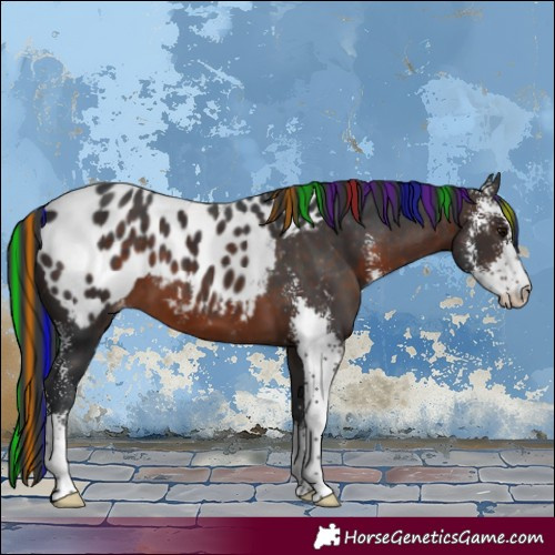 Horse Color:Painted Brown Sabino Appaloosa