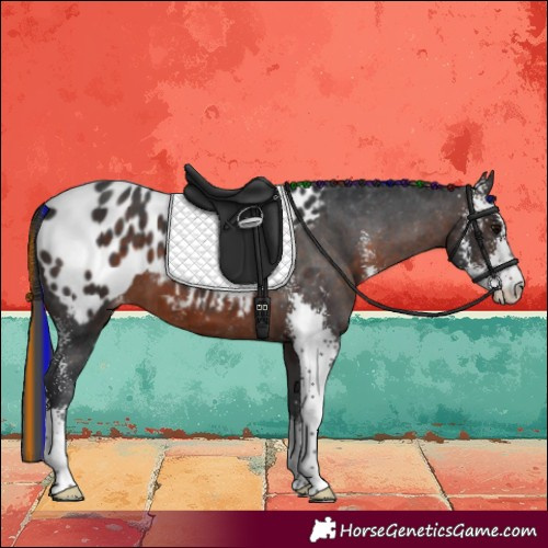 Horse Color:Painted Brown Sabino Appaloosa