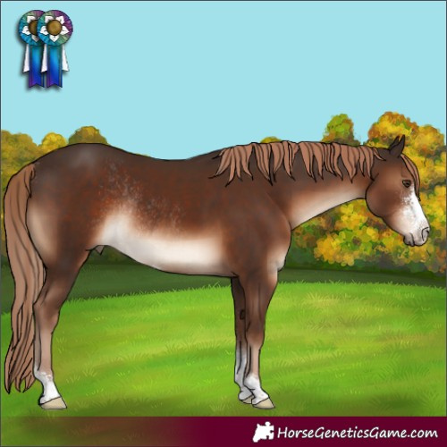 Horse Color:Liver Chestnut Sabino Rabicano
