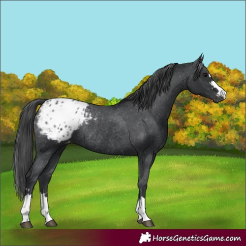 Horse Color:Black Blanket Rabicano