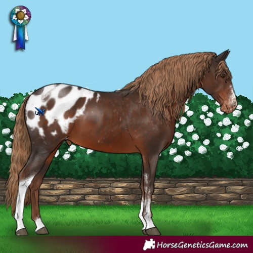 Horse Color:Liver Chestnut Sabino Tobiano Appaloosa 