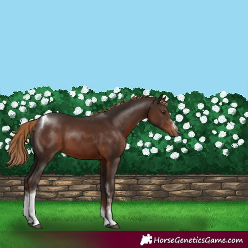 Horse Color:Liver Chestnut Sabino Tobiano