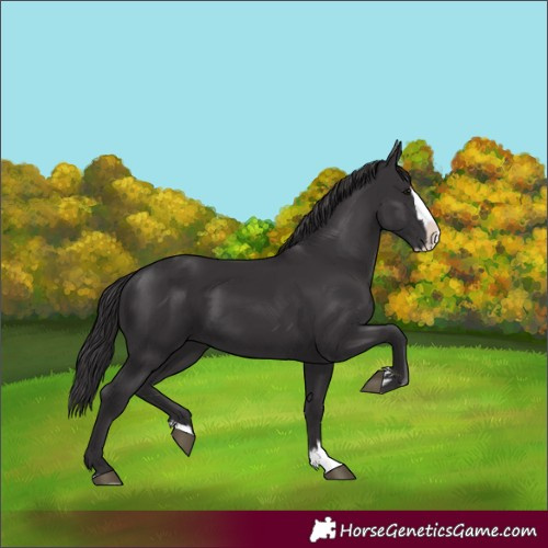 Horse Color:Smoky Black Splash 
