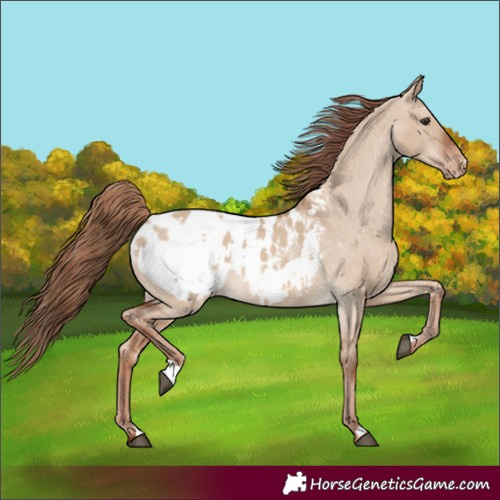 Horse Color:Red Dun Appaloosa and Red Dun Appaloosa