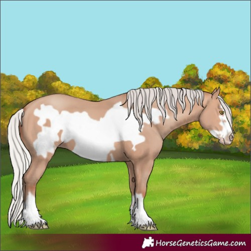Horse Color:Silver Amber Champagne Frame 