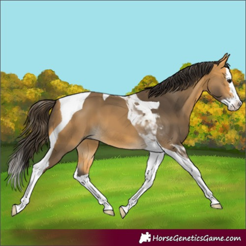 Horse Color:Buckskin Splash Tobiano