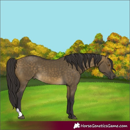 Horse Color:Brown Dun 