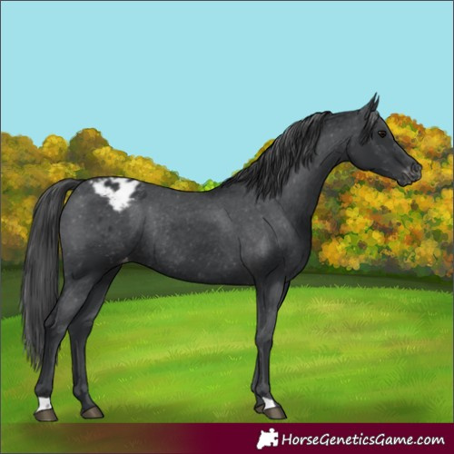 Horse Color:Black Varnish Rabicano