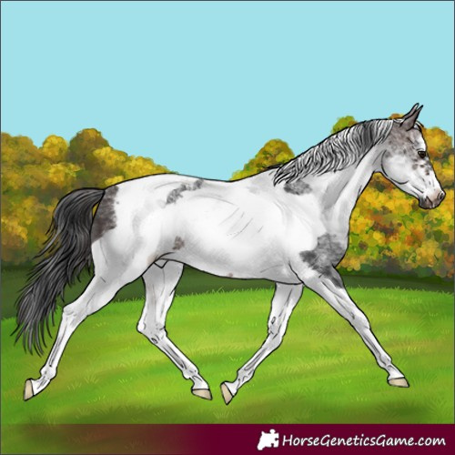 Horse Color:White Spotted Brown Tobiano Frame