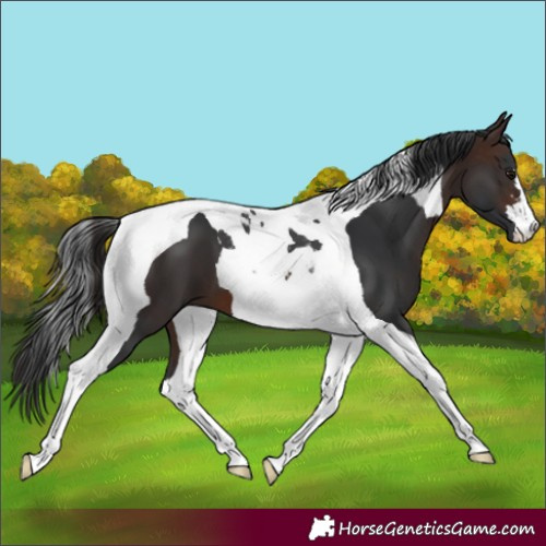 Horse Color:Brown Tobiano