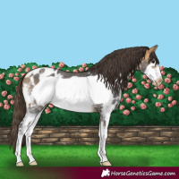 Horse Color:Buckskin Sabino Frame Blanket