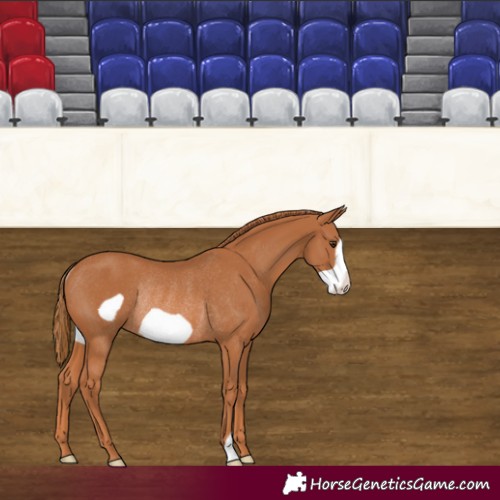 Horse Color:Chestnut Frame Rabicano 